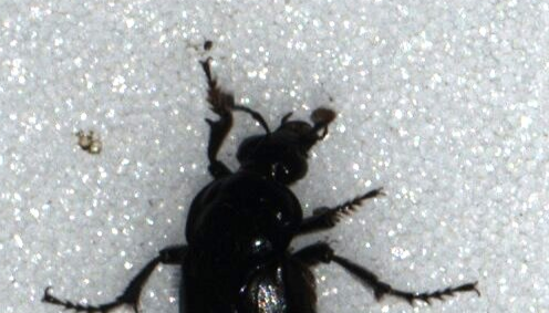 Art des Monats: Totengräber