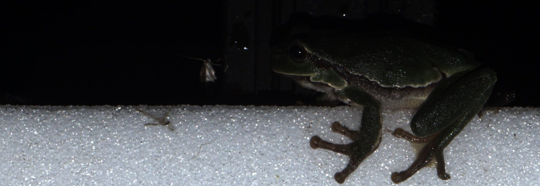 Art des Monats: Der Laubfrosch