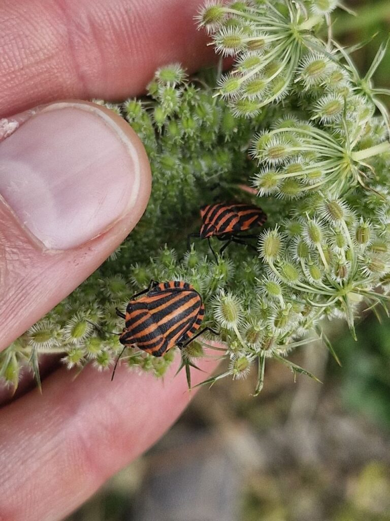 Die Streifenwanze (Graphosoma italicum) gesichtet in Mannheim